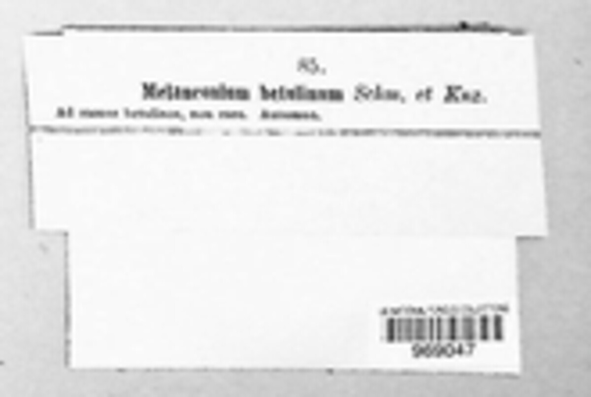 Melanconium betulinum image